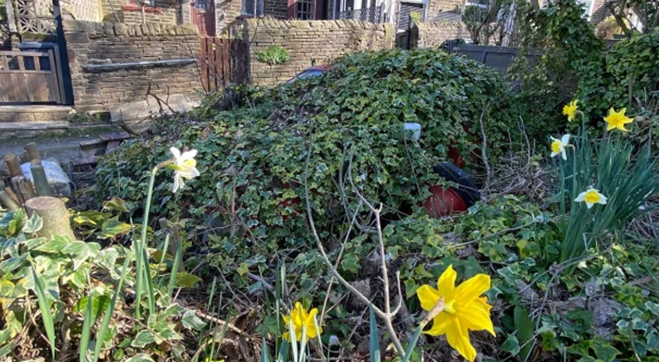 Hatıra için annesine bıraktığı araba sarmaşıklarla kaplandı