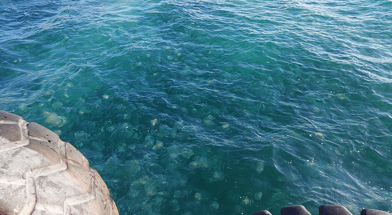 Marmara'da yeni istila: Kesinlikle dokunmayın!