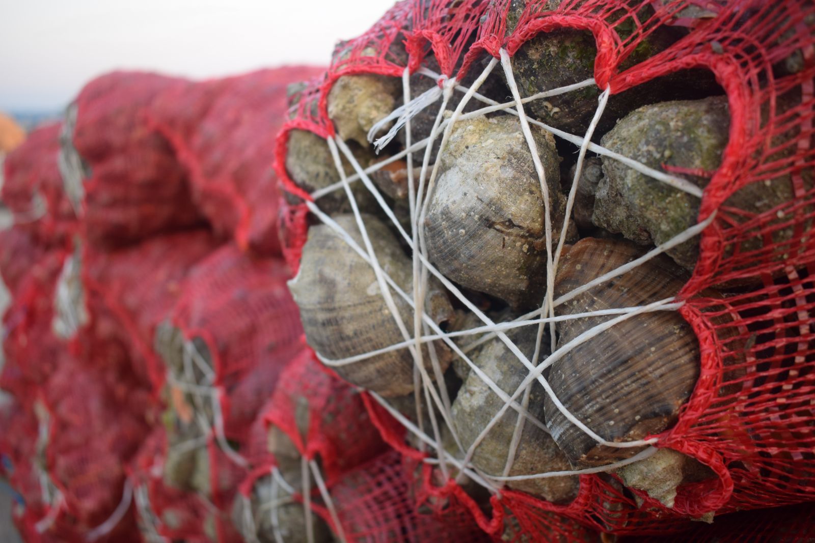 Salyangoz, Karadenizli balıkçıların gelir kaynağı oldu