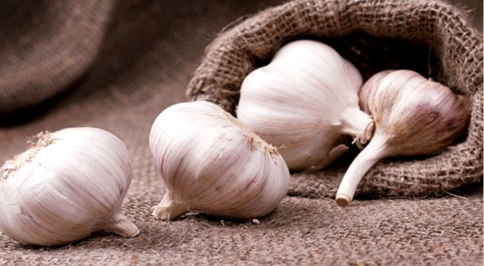 Sarımsak kürü o soruna çare oluyor