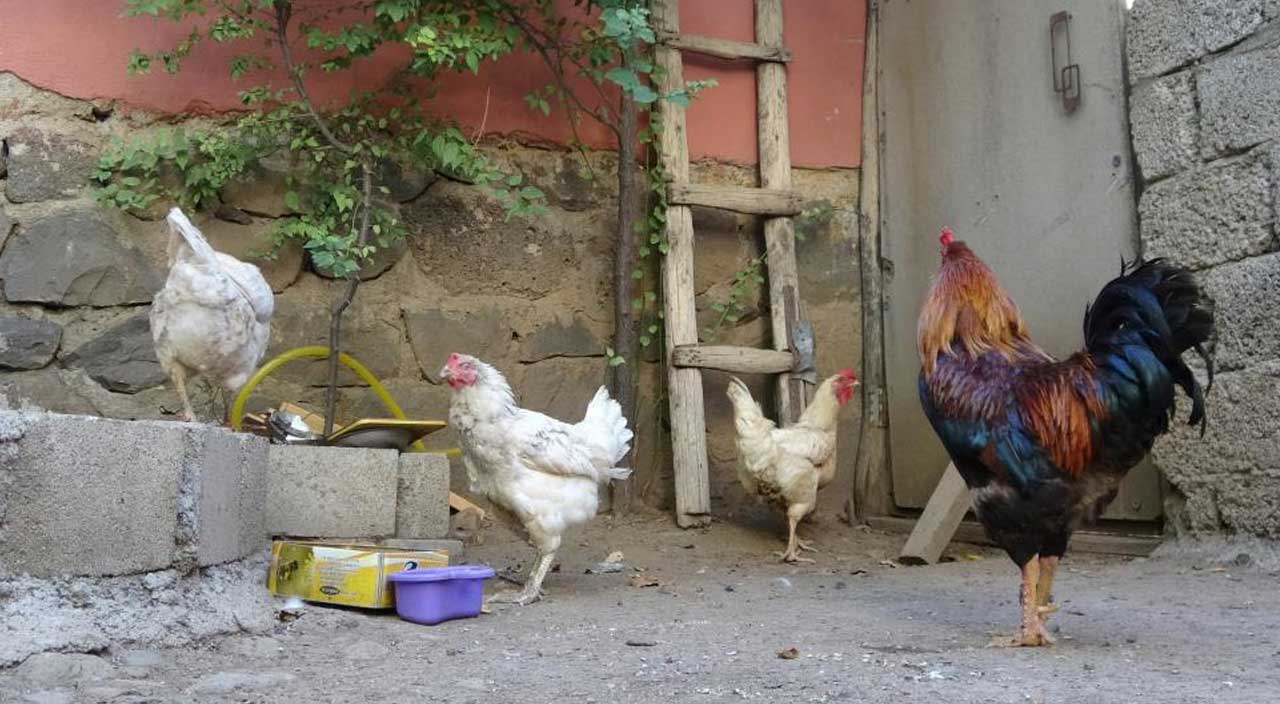 Yumurta toplamaya gitti, gördüğüne inanamadı! Saklamaya karar verdi: Daha önce hiç karşılaşmadım Yumurta toplamaya gitti, gördüğüne inanamadı! Saklamaya karar verdi: Daha önce hiç karşılaşmadım