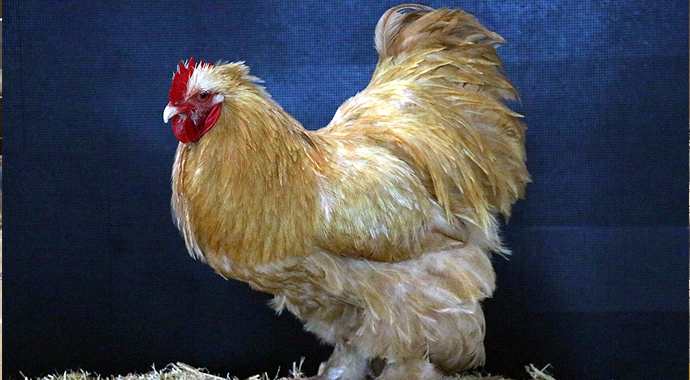 'Milli tavuk ırklarımızı bahçelerden salonlara taşıdık'