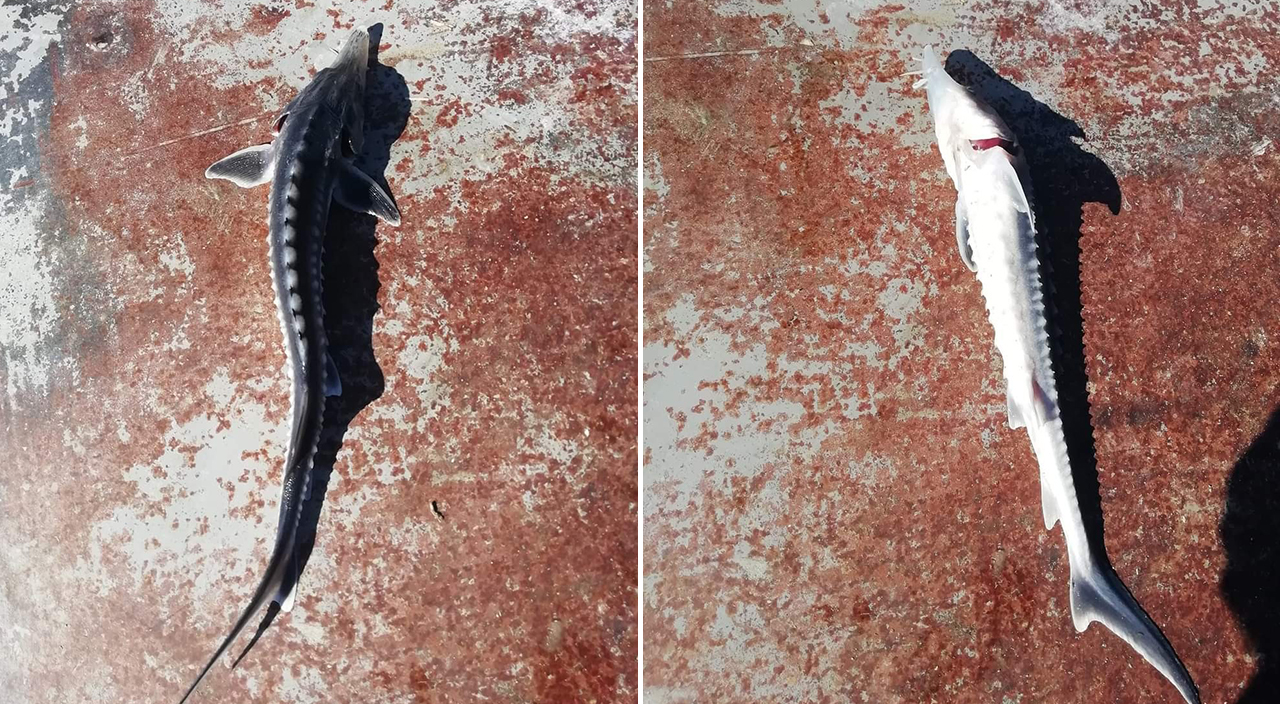 Keban Baraj Gölü'nden çıkan balık şoke etti! Çok ciddi getirisi var