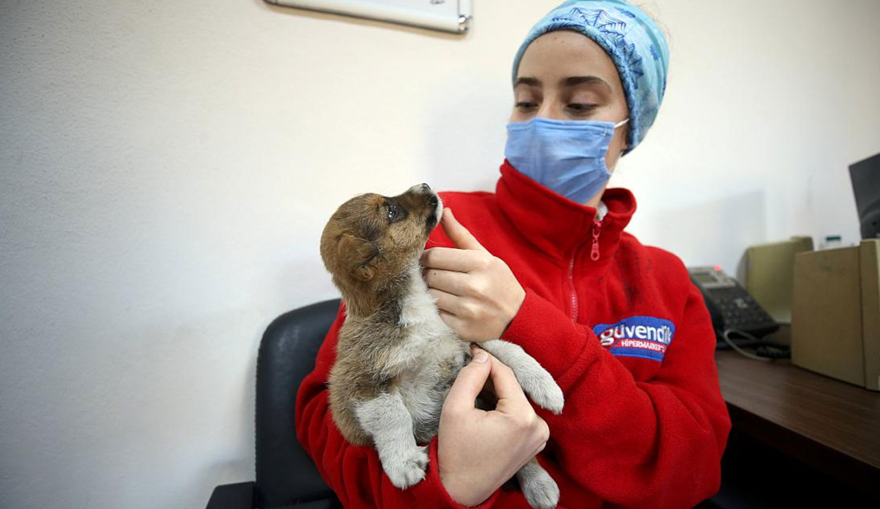 Belediyelerden barınak yarışı: Sokak hayvanlarına 5 yıldızlı bakım