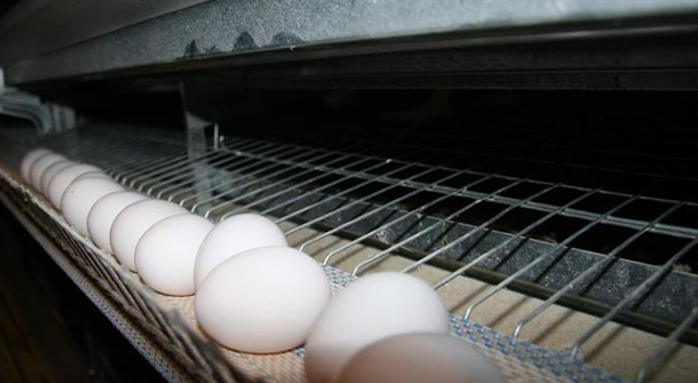 Okulların açılması ile yumurta fiyatlarının artması bekleniyor Okulların açılması ile yumurta fiyatlarının artması bekleniyor