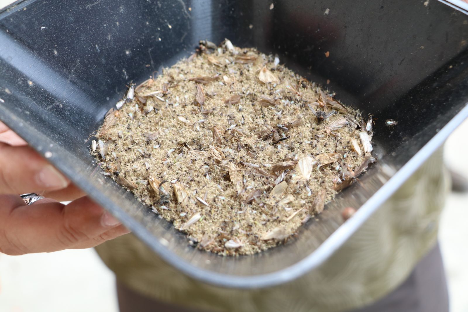 Rizeliler 'Vampir Kelebek' ile mücadeleye hazırlanıyor