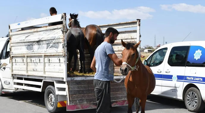 Aksaray’da 50 yılkı atı özgürlüğüne kavuşturuldu