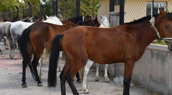 Aksaray’da 50 yılkı atı özgürlüğüne kavuşturuldu
