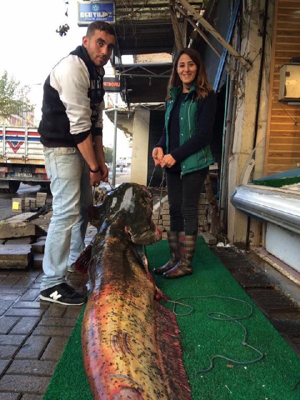 Dev yayın balığı görenleri şaşırttı