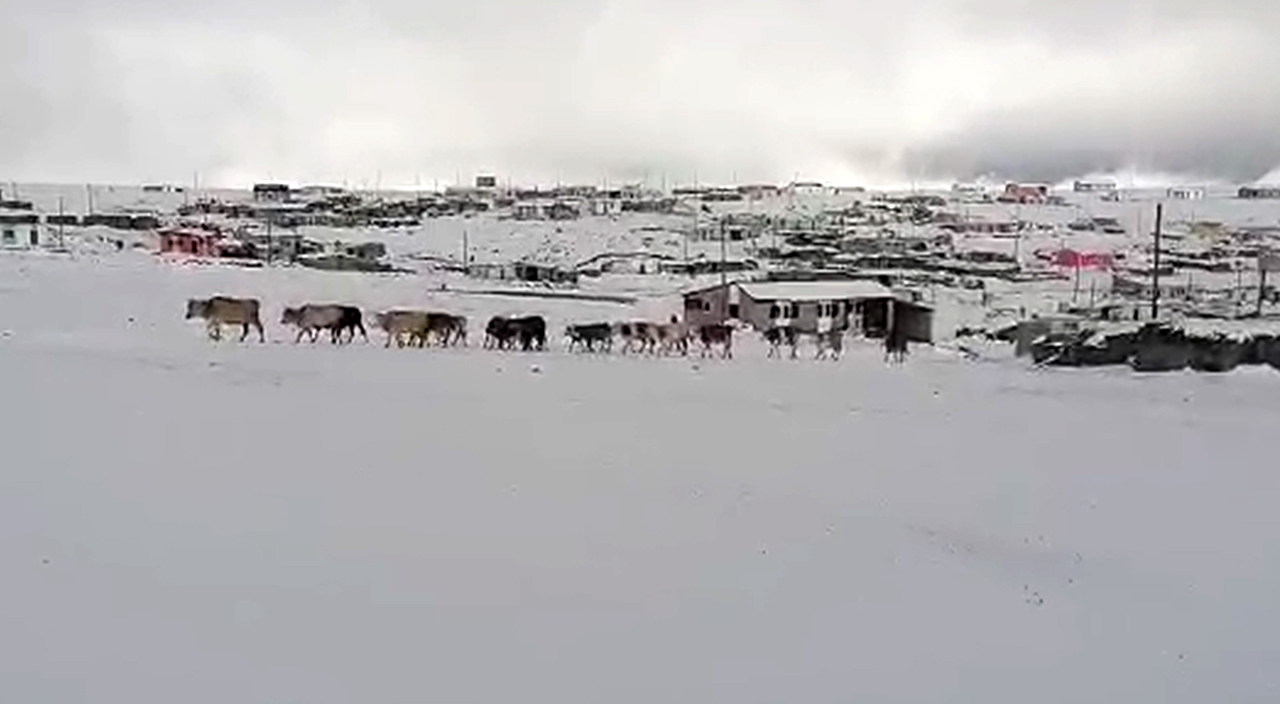 Kar erken geldi: Yaylacılar dönüşe geçti