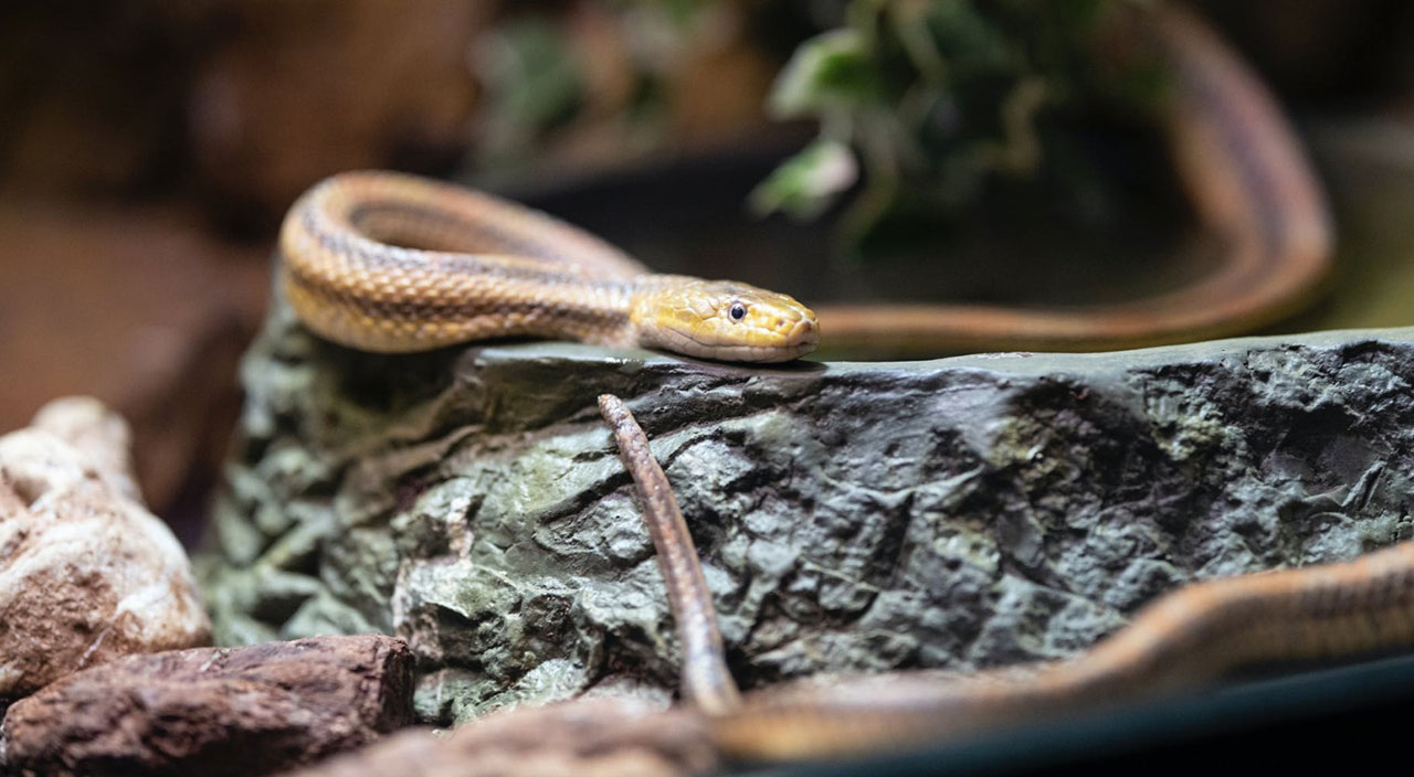 Çoğu yasa dışı ve zehirli: 124 yılanlık dev koleksiyon ölünce ortaya çıktı