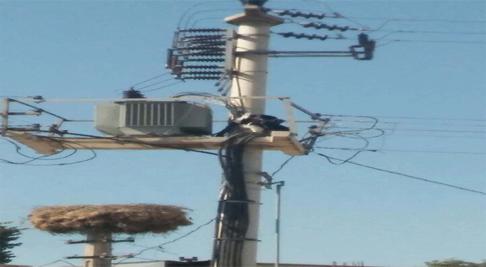 Elektrik akımına kapılan yavru leylekler telef oldu