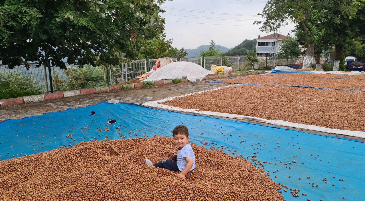 Fındık tüccarlarından açıklama geldi: 'Fındık fiyatı tarihi rekoru kıracak'