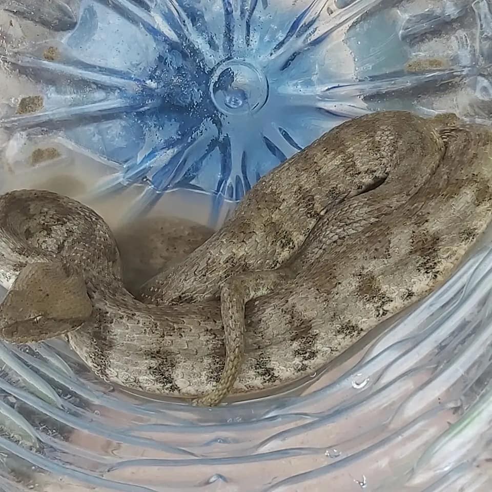 Evinden, Türkiye'nin en ölümcül zehirli yılanı çıktı!