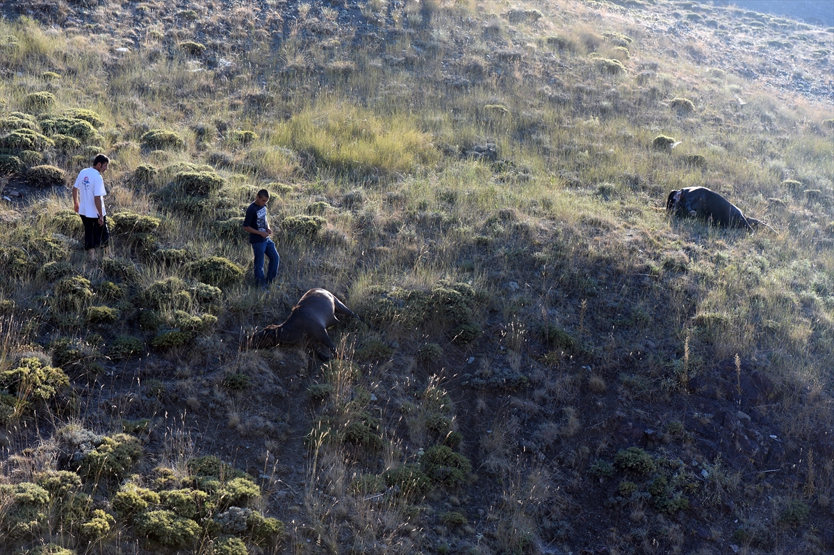Antalya'da köylülerin atlarını vurdular