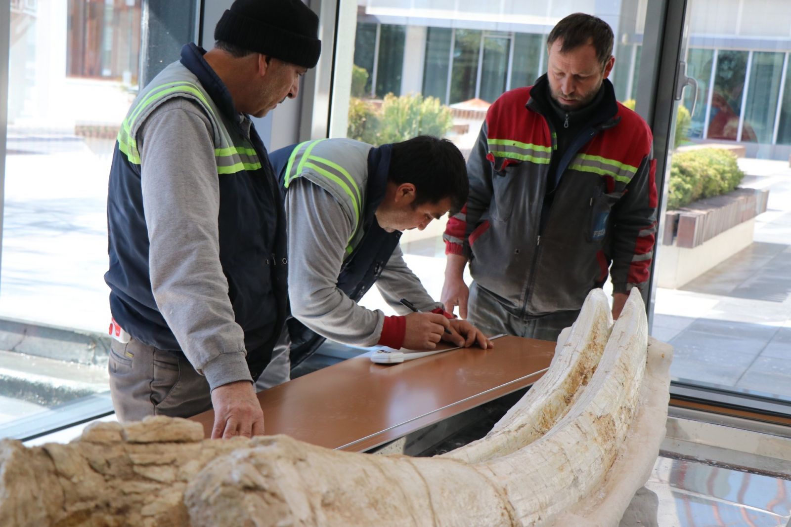 7,4 milyon yıllık hayvan fosilleri belediye başkanlığında sergilenecek