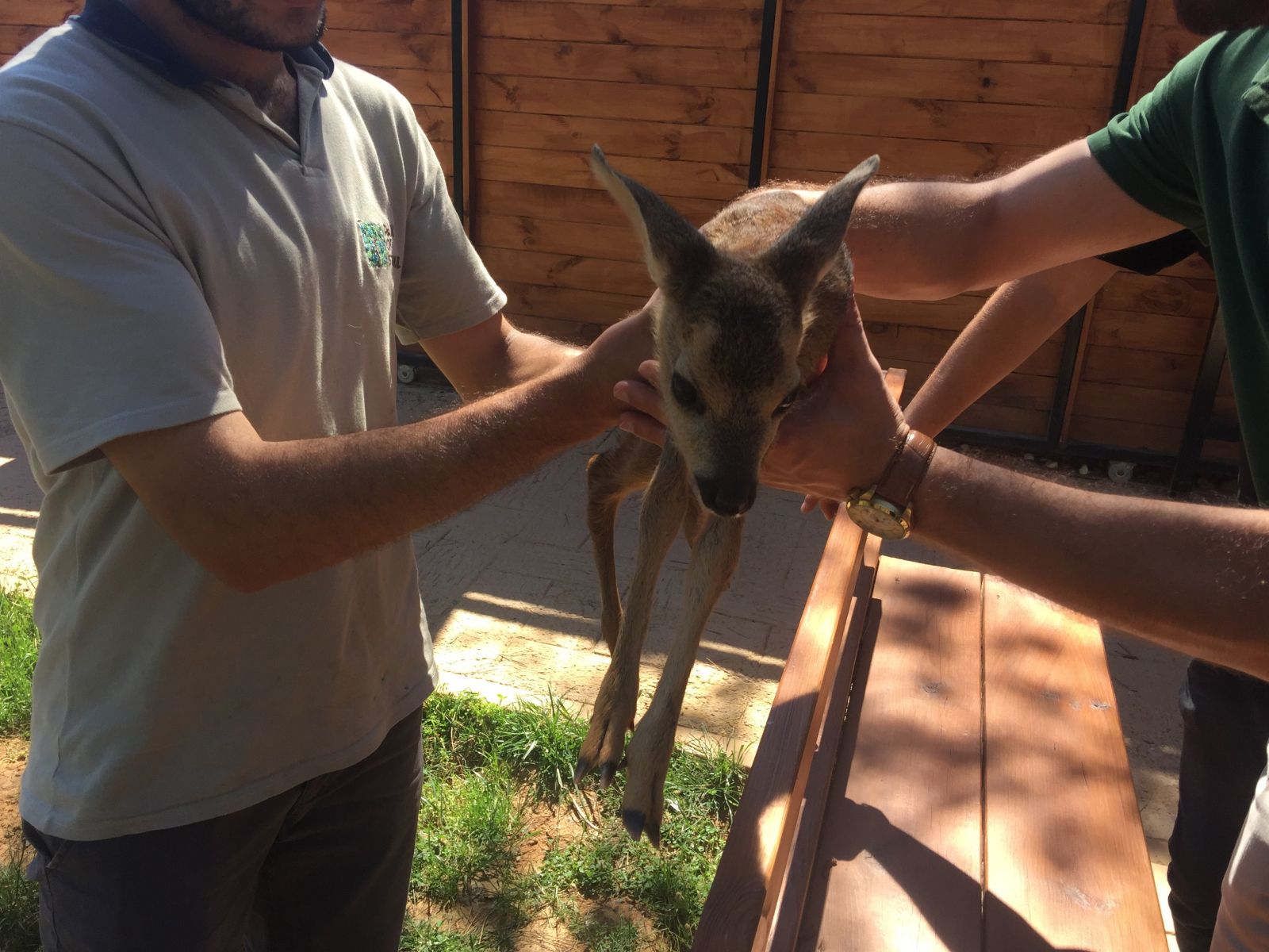 İstanbul'un göbeğindeki yavru aslanlar ve kaplanlara yoğun ilgi