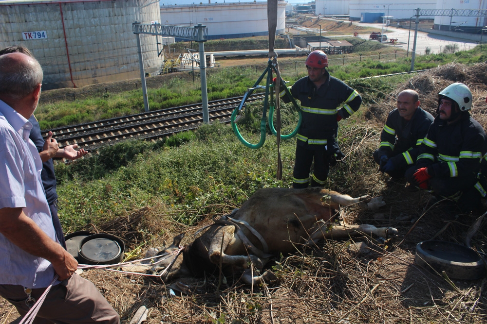 7 saat süren kaçak kurbanlık kovalamacası, hayvanın bayılmasıyla son buldu