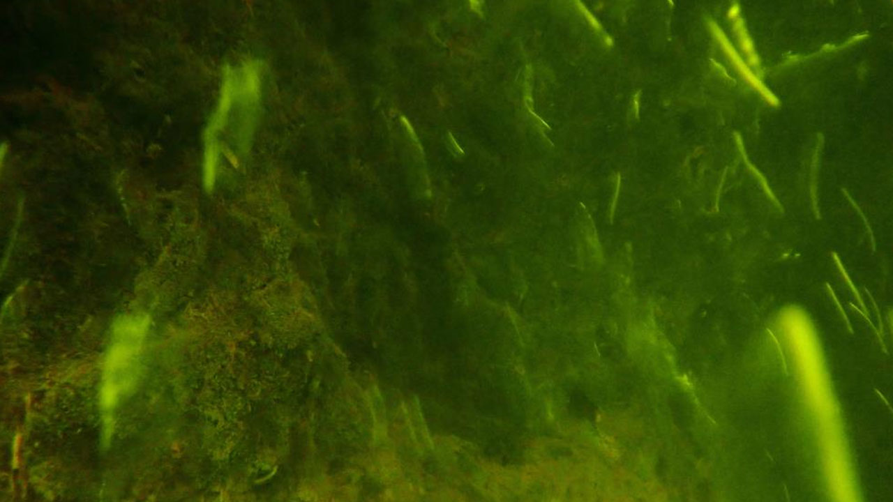 Çat Baraj Göleti üzerinde bulunan yüzen adaların atmosferi koruduğu ortaya çıktı