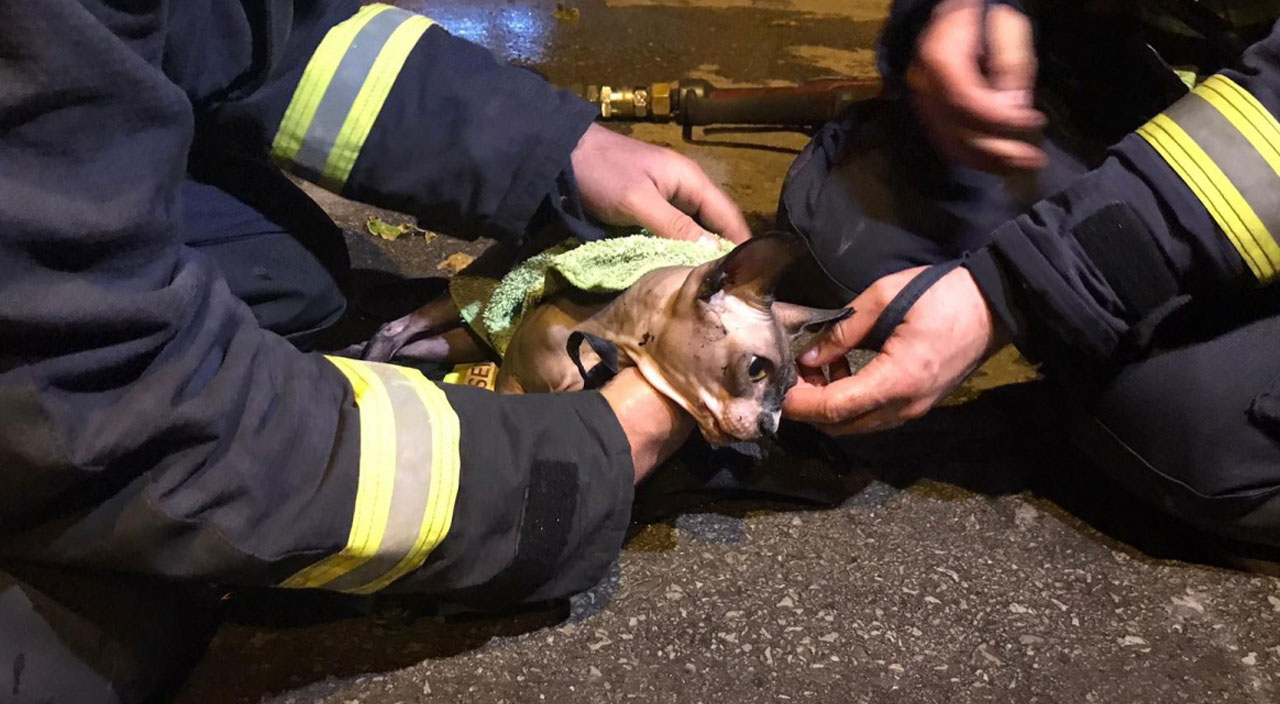 Dumandan etkilenen kedi itfaiye ekipleri sayesinde kurtuldu