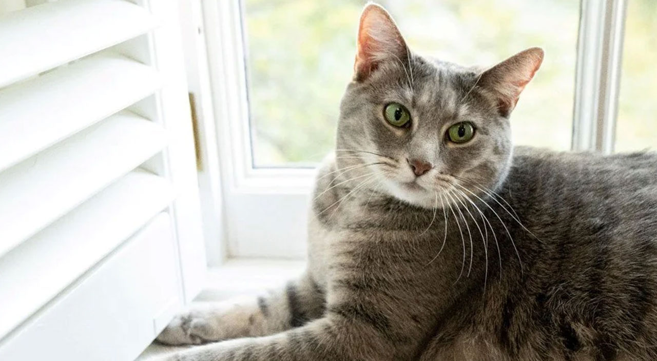 Beyaz Saray’ın yeni üyesi: Kedi Willow