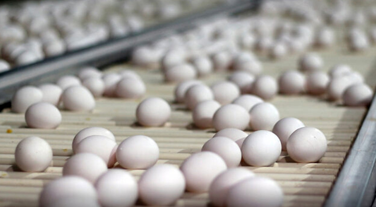 Yumurta fiyatları tırmanışa geçti! Üreticiler tepkili