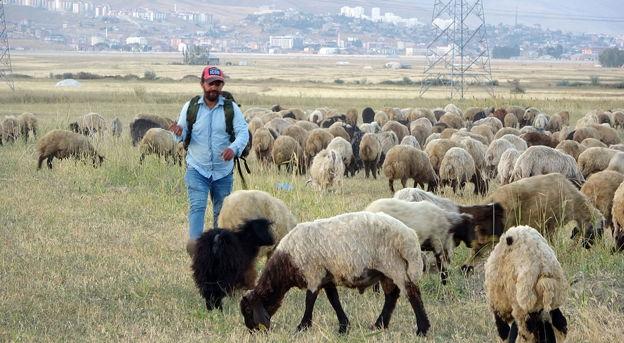 Etkisini sürdüren kuraklık çobanları da vurdu!