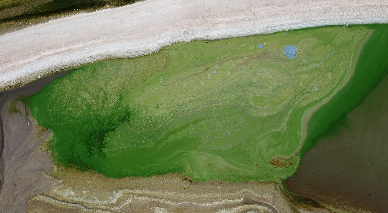 Kuraklık nedeniyle suların çekildiği Atatürk Barajı yeşile büründü!