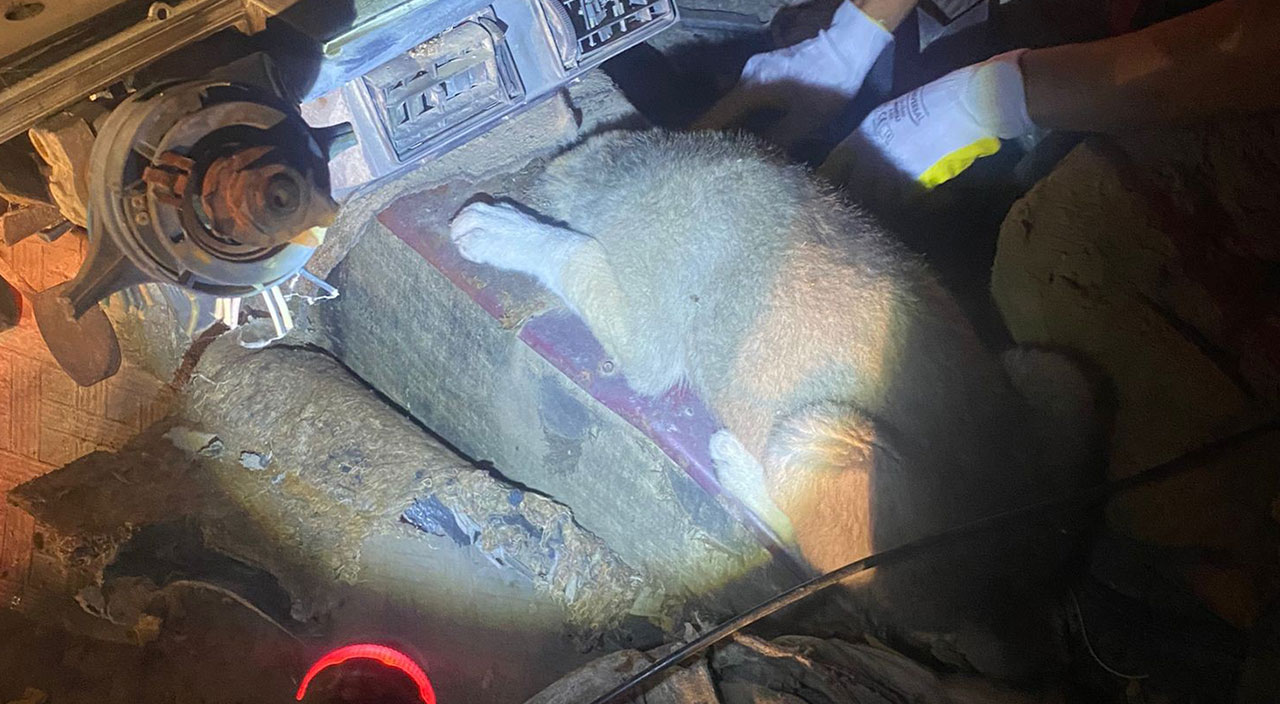 Kafası vites boşluğuna sıkışan yavru köpeğin yardımına itfaiye ekipleri koştu