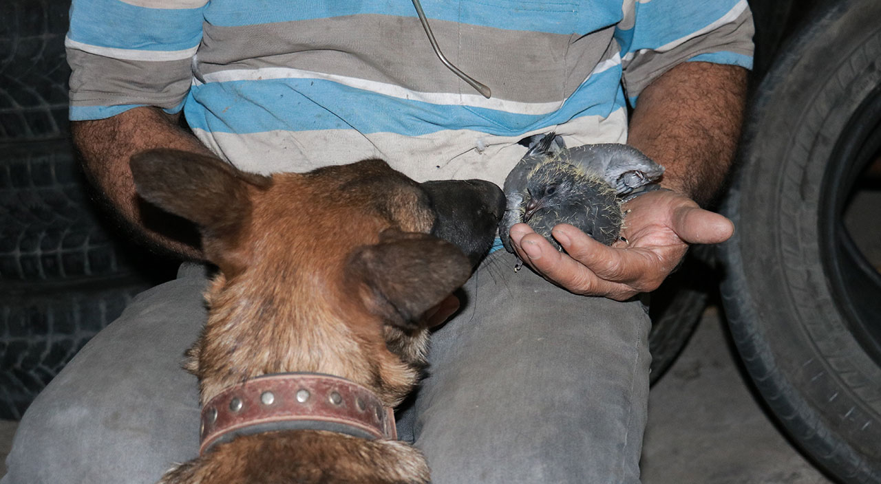 Köpek ile yavru güvercinin şaşırtan dostluğu