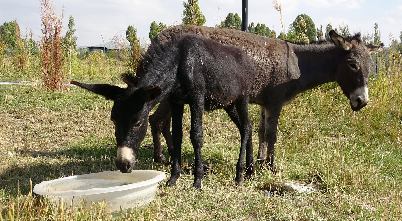 Eşek görünümlü at! Türkiye’de nadir bilinen melez hayvan ‘Bardo’
