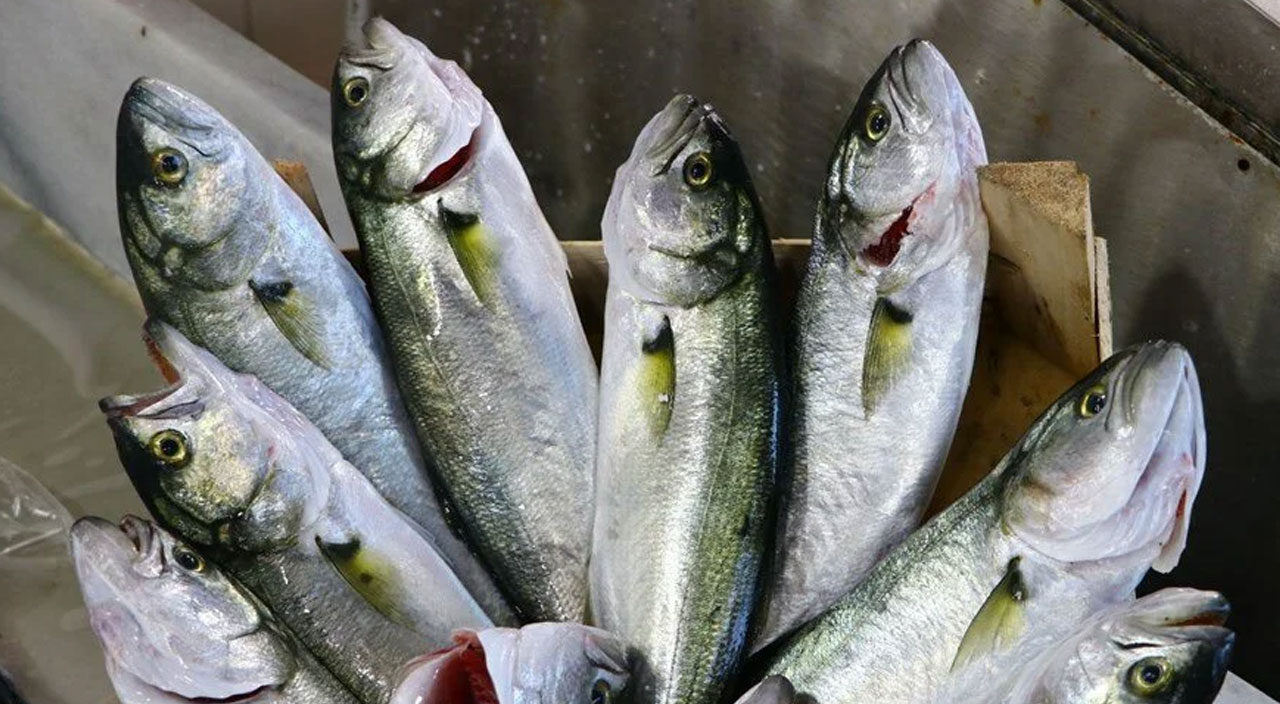 Son 15 yılın en bol dönemi! Marmara Denizi'nde lüfer bolluğu