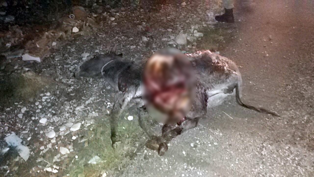 Otomobil eşeğe çarptı, hayvan telef oldu