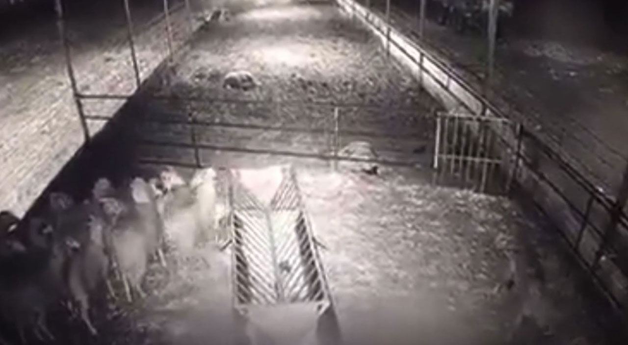 Ağıla dalan kurt koyunlara saldırdı! 10 hayvan telef