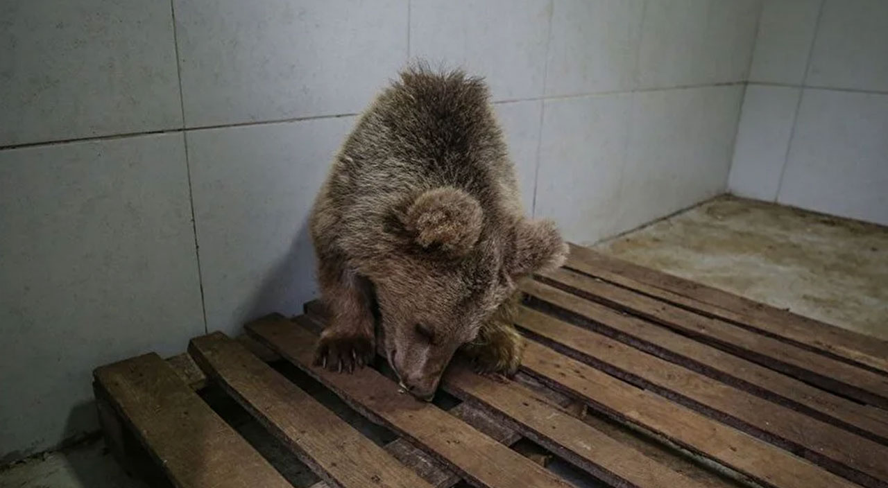 Yavru ayı Turkuaz’dan iyi haber! Gözleri özel bakımla açılacak