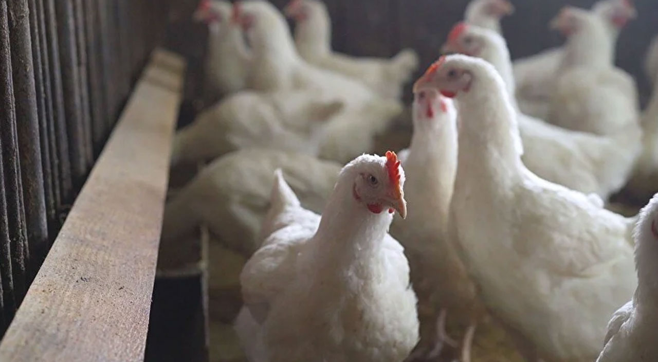 Koronavirüsten çok daha tehlikeli! Uzmanlardan kuş gribi uyarısı