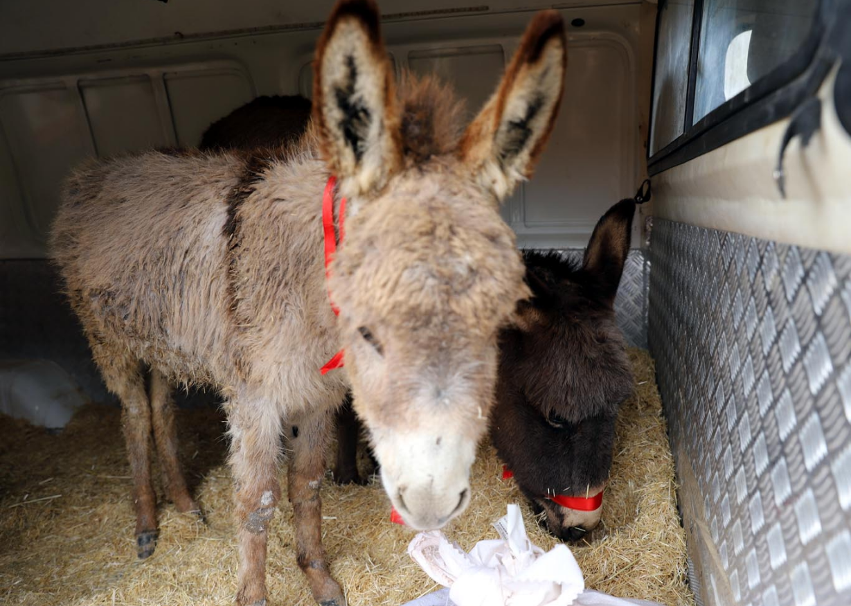 Mardin'deki kazada yaralanan 3 eşek tedavi için İstanbul'a gönderildi