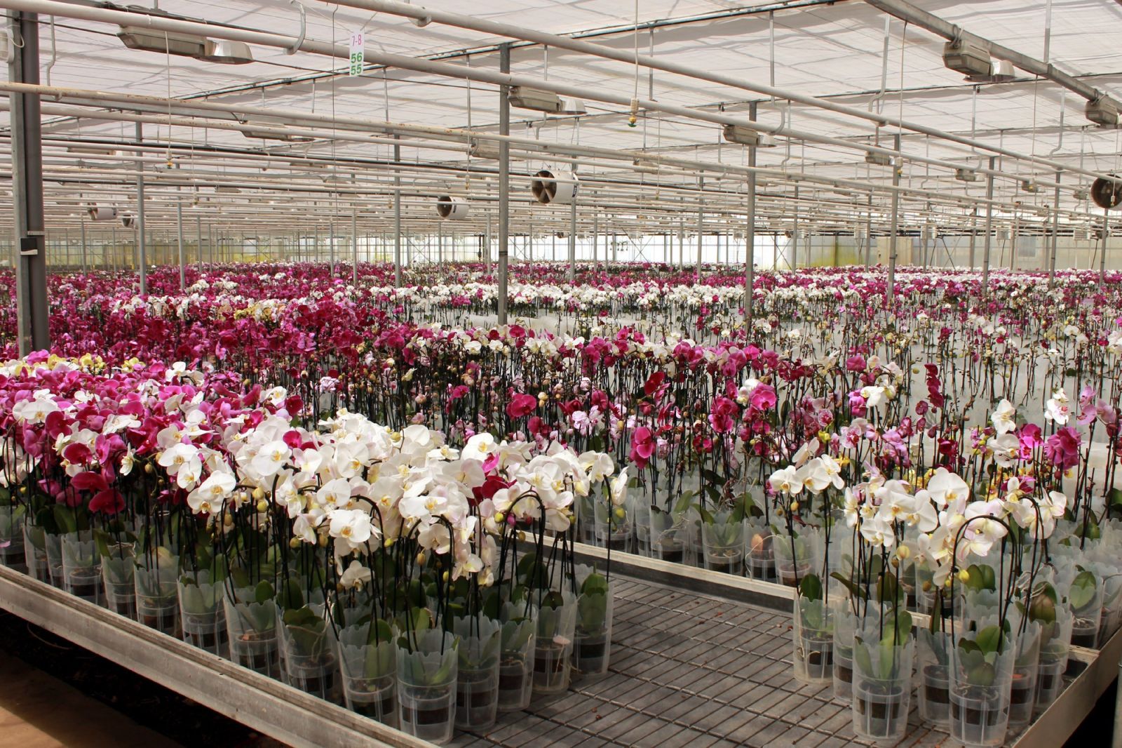 Yalova'da yılda 1 milyon 500 bin yerli orkide üretiyor
