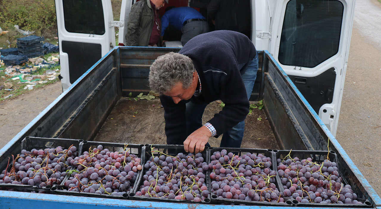 Geçimlerini üzümden sağlayan mahalleyi acımadan dolandırdı!