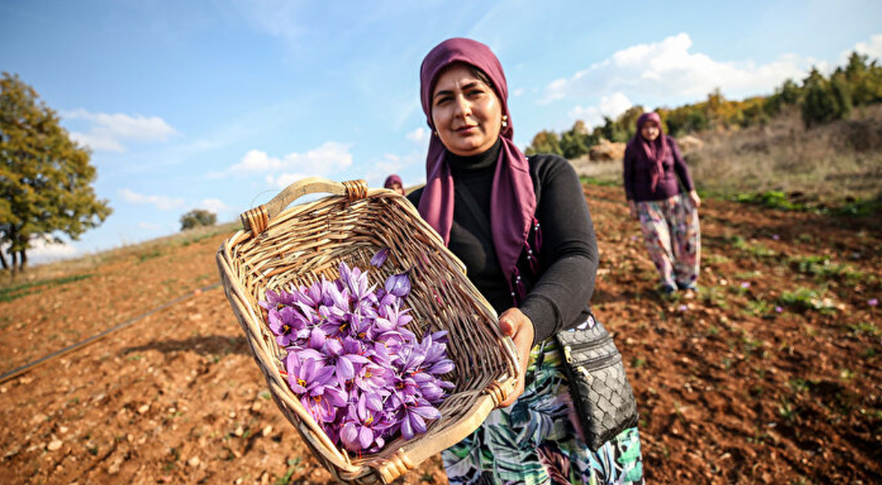Safranbolu’dan sonra Bursa’da denenen safran üretimi yüzleri güldürdü