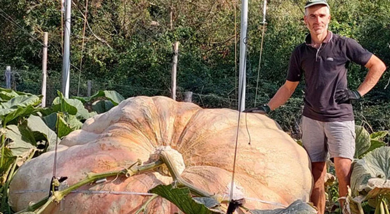 Dünyanın en büyük bal kabağı: Araba ağırlığında