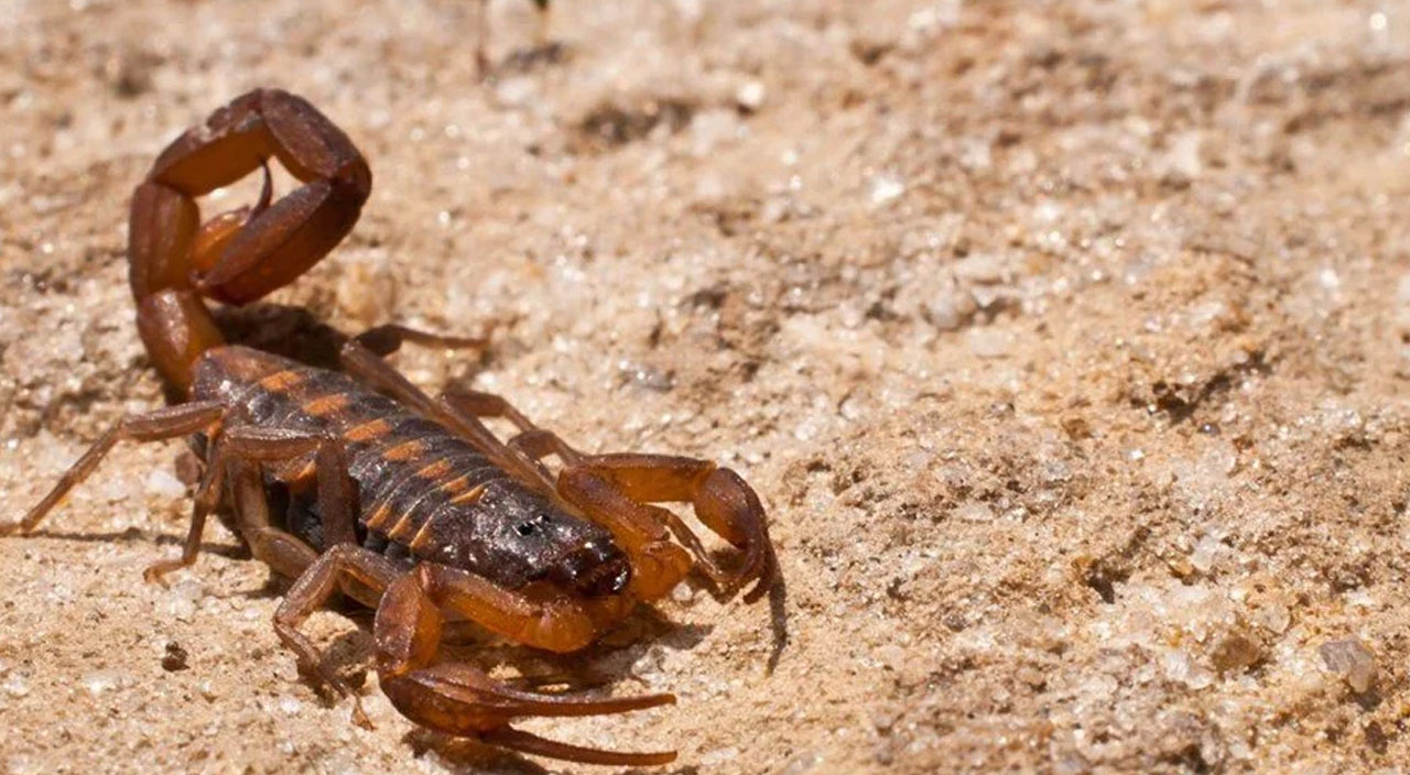 Bilim adamları akrep zehrini incelemeye başladı: Koronavirüse karşı koruyabilir