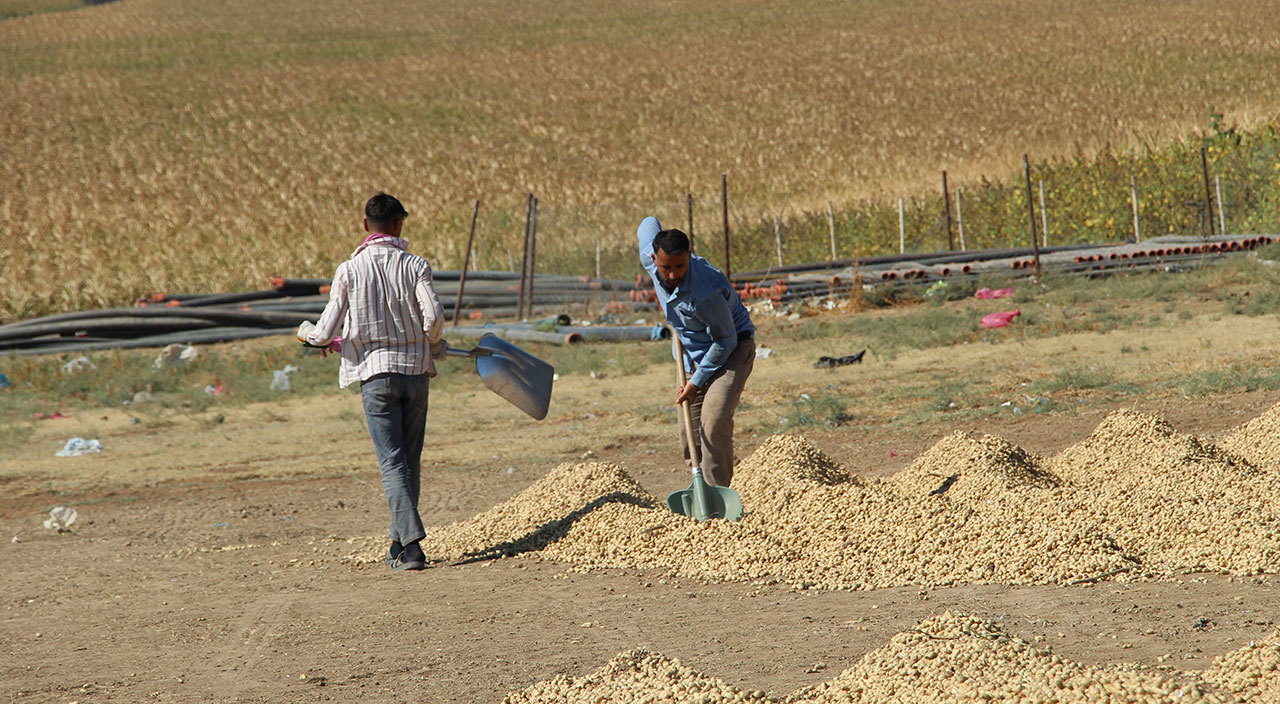 Terörden arındırılan Şırnak’ta çiftçiler üretime yöneldi
