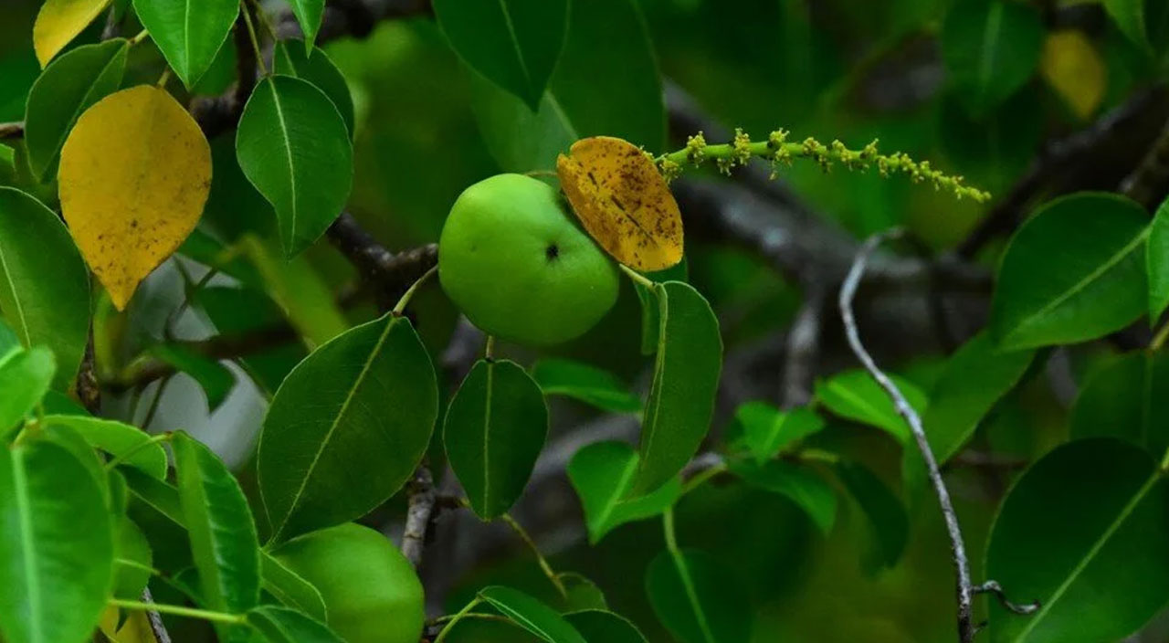 Dünyanın en ölümcül ağacı ABD’de tespit edildi: Altında durmak bile tehlikeli