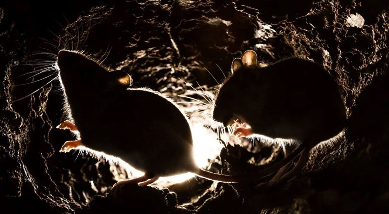 Bilim adamlarından korkutan uyarı: Bir sonraki salgını fareler yayacak