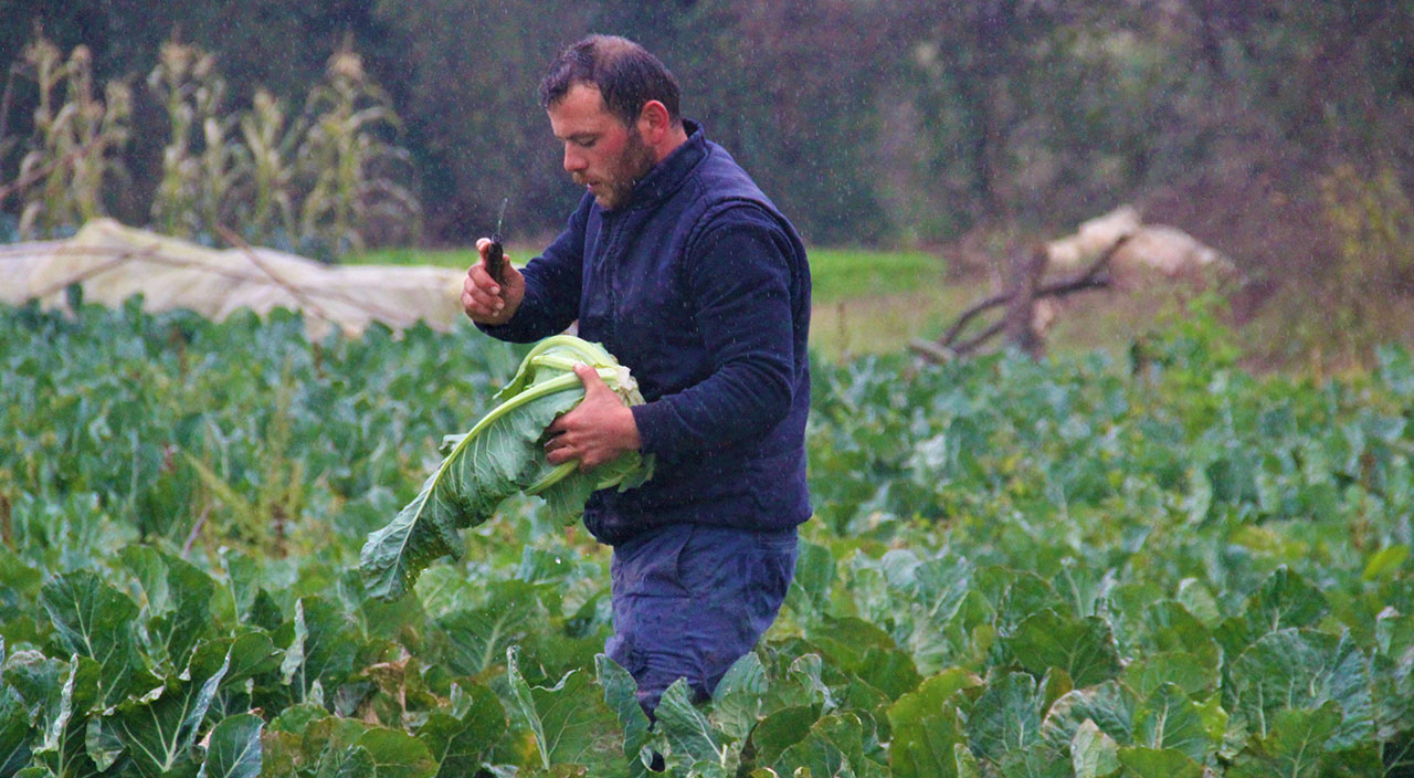 Tüm servetlerini tarıma yatırdılar: Ailecek yağmur çamur dinlemeden çalışıyorlar