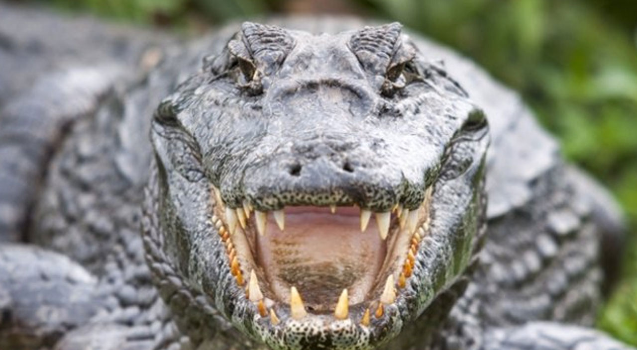 Maket sanıp yanına gitti: Dev timsaha kolunu kaptırdı