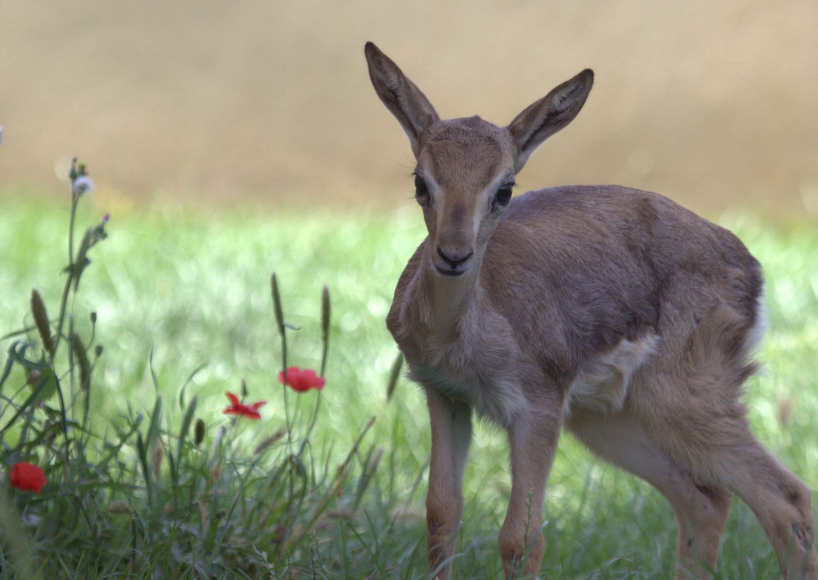 Bakanlığın ilk yavru ceylanı dünyaya geldi!