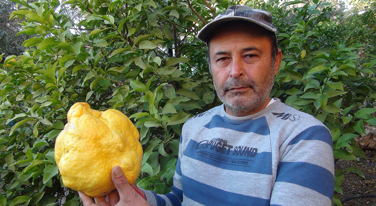 Türkiye’nin en büyük limonu: Bin liradan satılacak