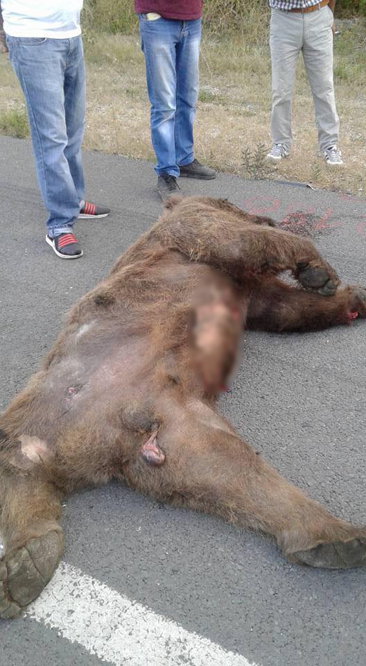 Ankara'da bir ayı yol kenarında vurularak öldürüldü